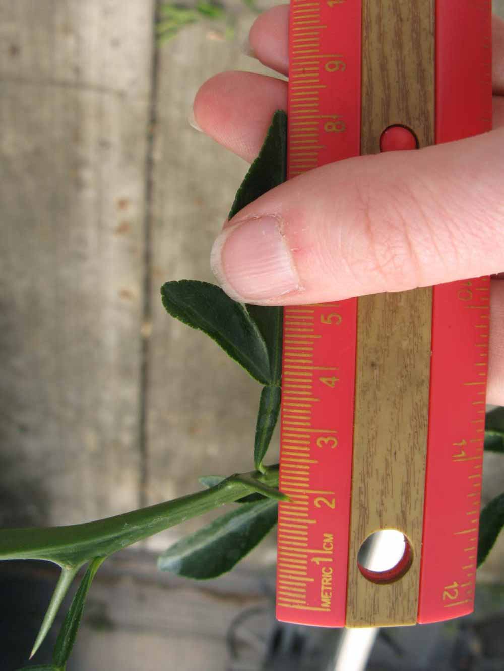              Trifoliolate leaf (Phillip Rucks Citrus Nursery, Frostproof,   FL)       